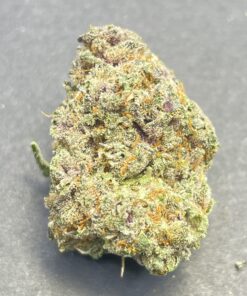 Gelato 41