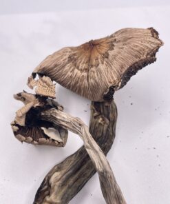 Golden Teacher Mushrooms