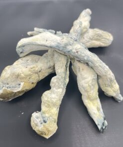 Golden Emperor Mushrooms