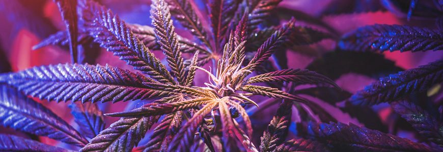 purple marijuana plant